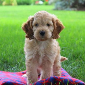 Yemmy, Cockapoo Puppy