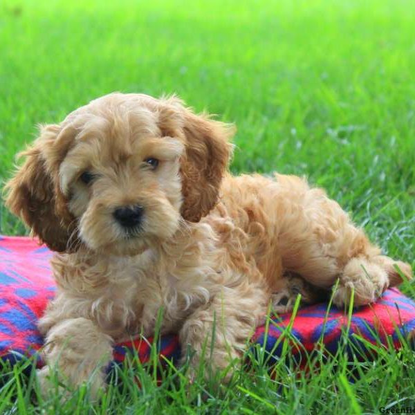 Yola, Cockapoo Puppy