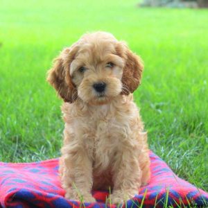 Yola, Cockapoo Puppy