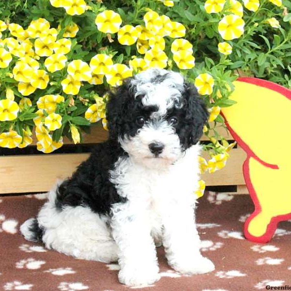 Zachary, Toy Poodle Puppy