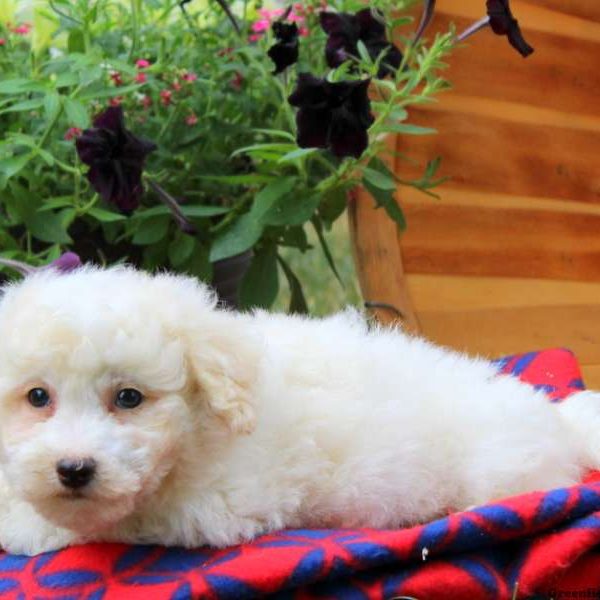 Zack, Bichon Frise Puppy