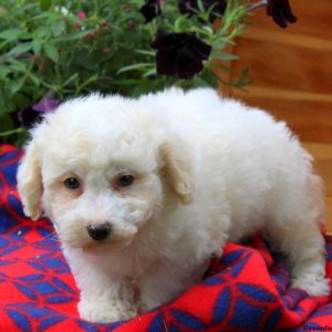 Zack, Bichon Frise Puppy