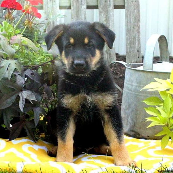 Zane, German Shepherd Puppy