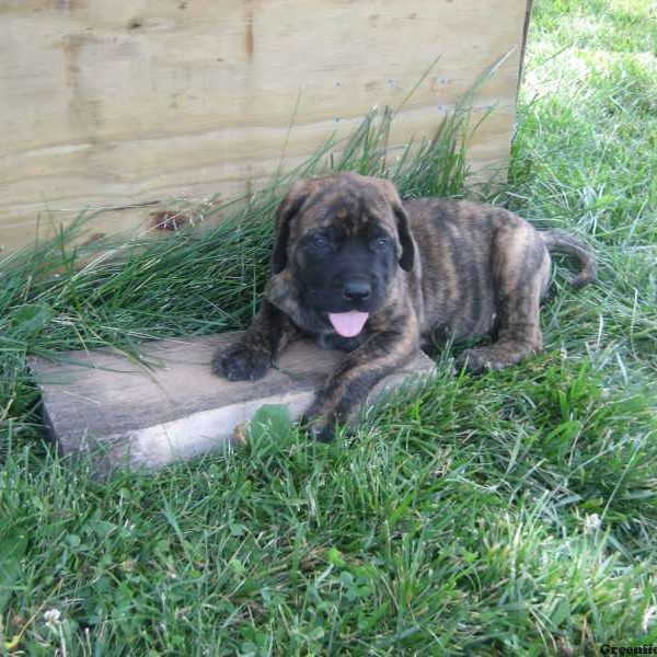 Zane, English Mastiff Puppy