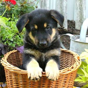 Zane, German Shepherd Puppy