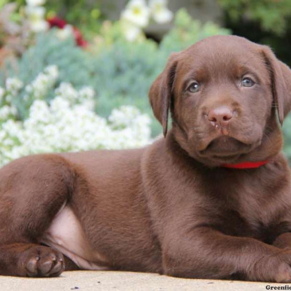 Zara, Labrador Retriever-Chocolate Puppy