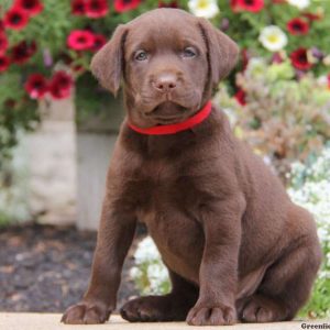 Zara, Labrador Retriever-Chocolate Puppy