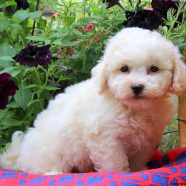 Zeb, Bichon Frise Puppy