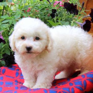 Zeb, Bichon Frise Puppy