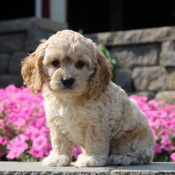 Zeek, Cockapoo Puppy