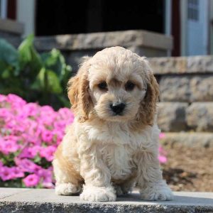 Zeek, Cockapoo Puppy