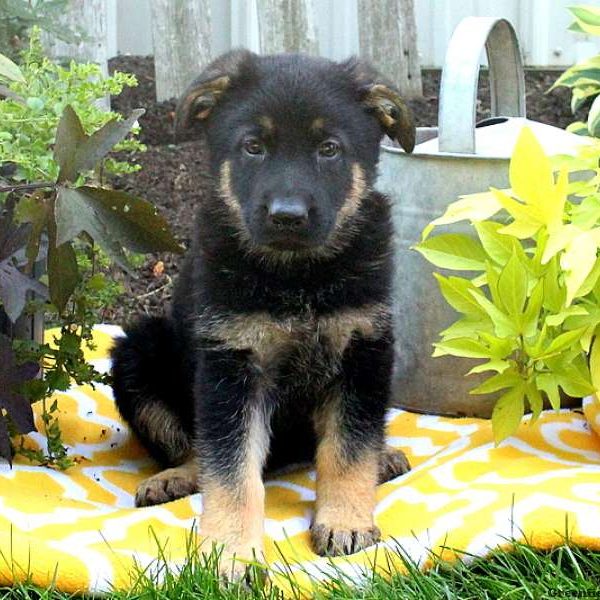 Zierra, German Shepherd Puppy