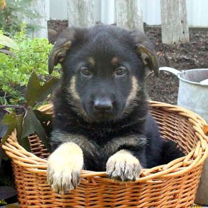 Zierra, German Shepherd Puppy