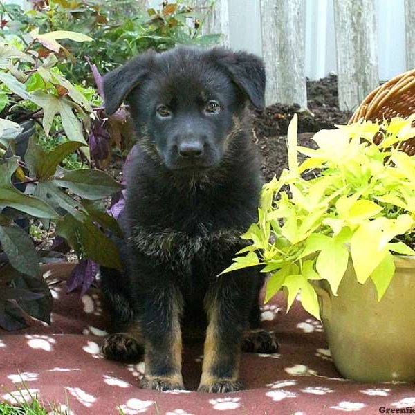 Zinna Mae, German Shepherd Puppy