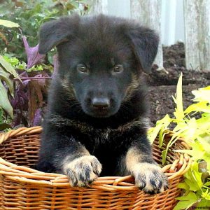 Zinna Mae, German Shepherd Puppy