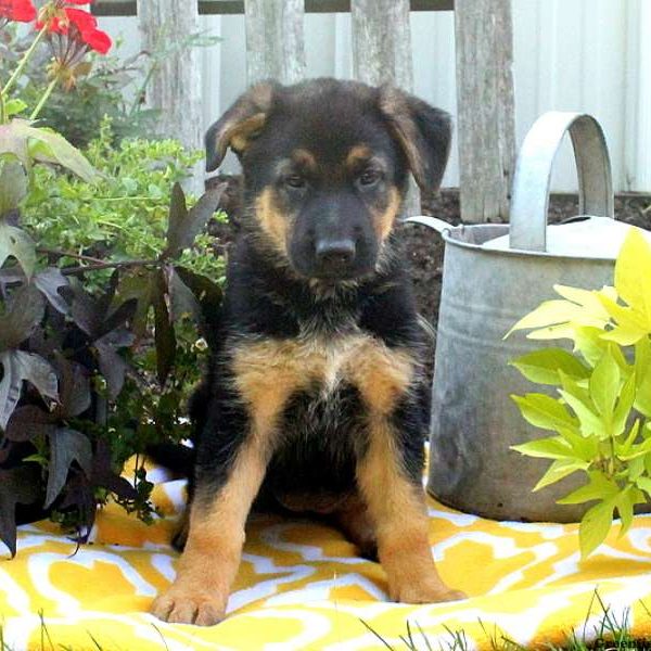 Zira, German Shepherd Puppy