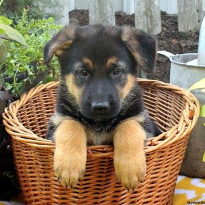 Zira, German Shepherd Puppy