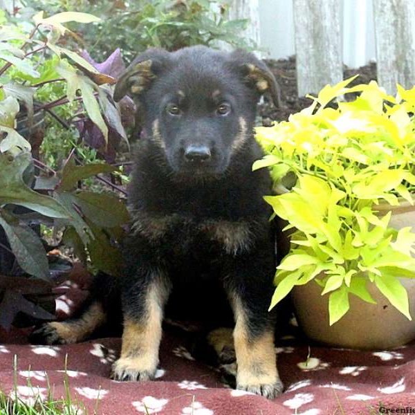 Zoey, German Shepherd Puppy