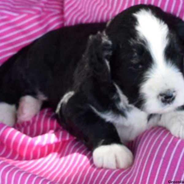 Zoey, Bernedoodle Puppy