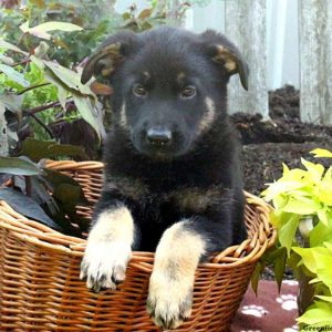 Zoey, German Shepherd Puppy