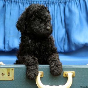 Zoey, Standard Poodle Puppy