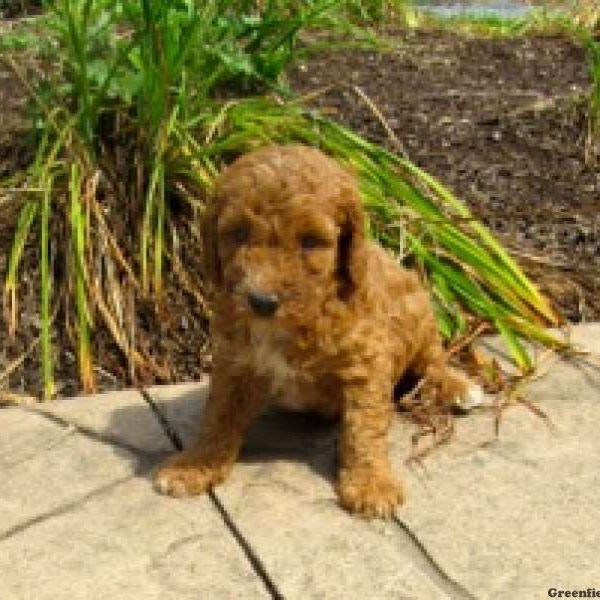 Sammy, Bernedoodle Puppy