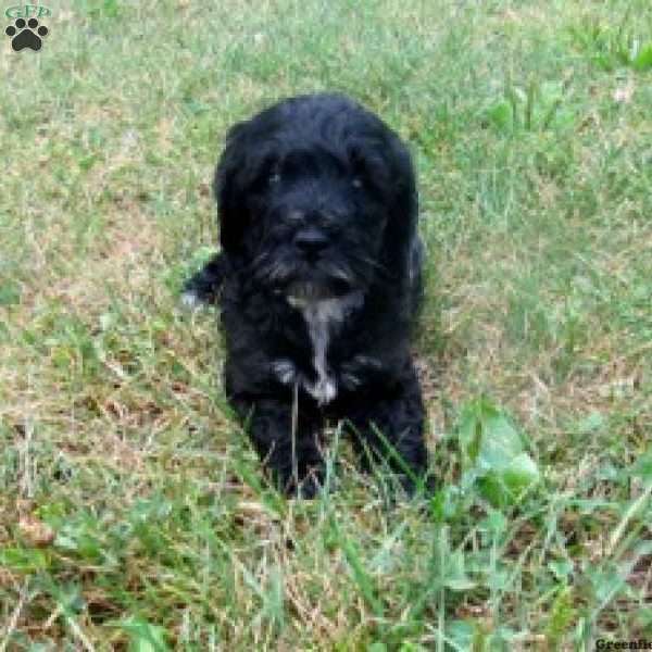 Sarah, Bernedoodle Puppy