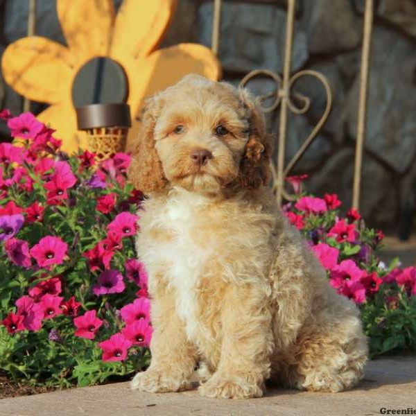 Bingo, Cockapoo Puppy