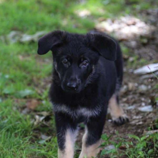 Maverick, German Shepherd Puppy