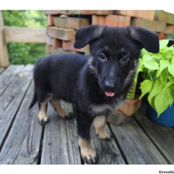 Hank, German Shepherd Puppy