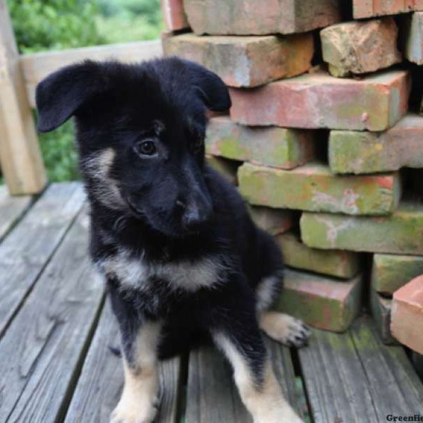 Ivy, German Shepherd Puppy