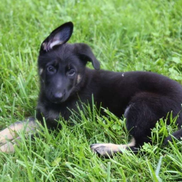 Josie, German Shepherd Puppy