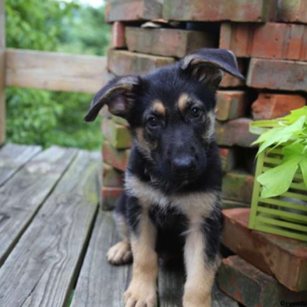 Lenny, German Shepherd Puppy