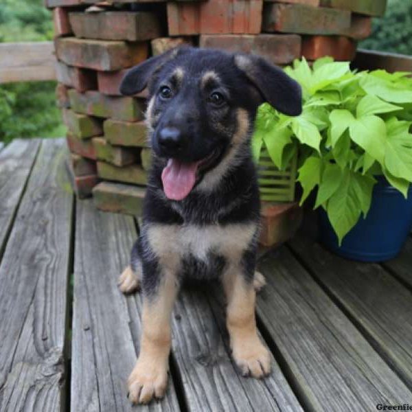 Maggie, German Shepherd Puppy