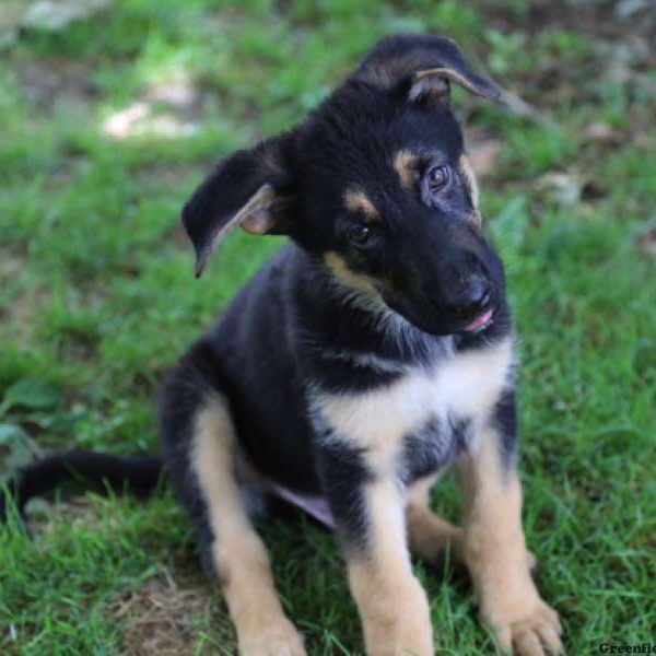 Marshall, German Shepherd Puppy
