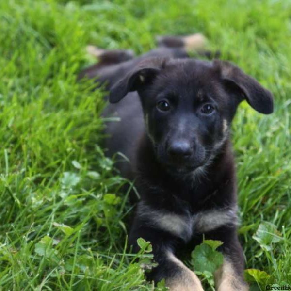 Zoey, German Shepherd Puppy