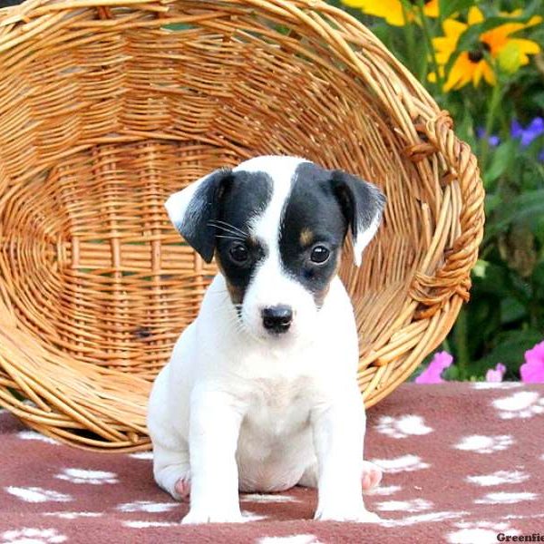 DOGGO, African Boerboel Puppy