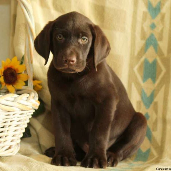 Cindy, Labrador Retriever-Chocolate Puppy