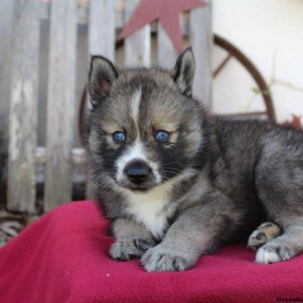 Winter, Pomsky Puppy