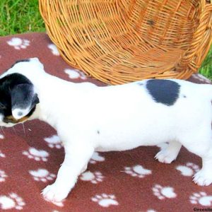 DOGGO, African Boerboel Puppy