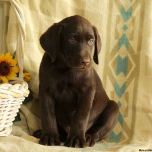 Cindy, Labrador Retriever-Chocolate Puppy