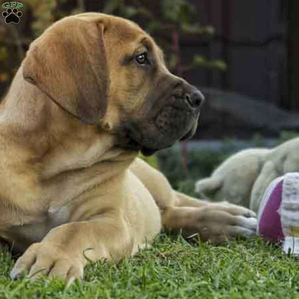 DOG1, African Boerboel Puppy