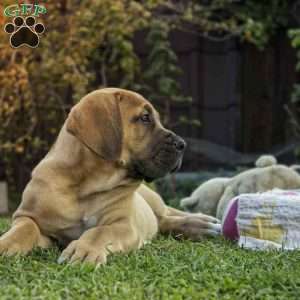 Furry Testerpup, African Boerboel Puppy