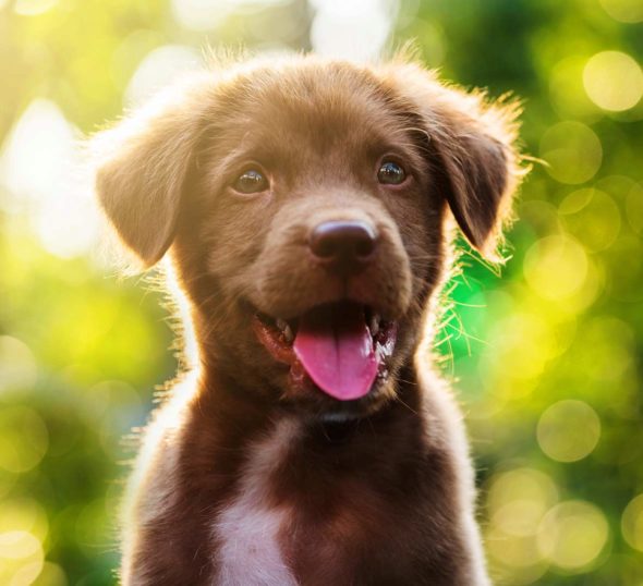 Puppies For Sale In Pennsylvania