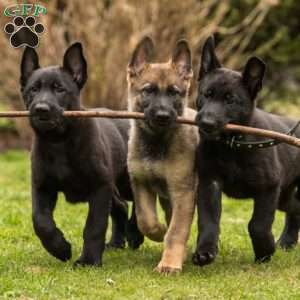 Test, African Boerboel Puppy