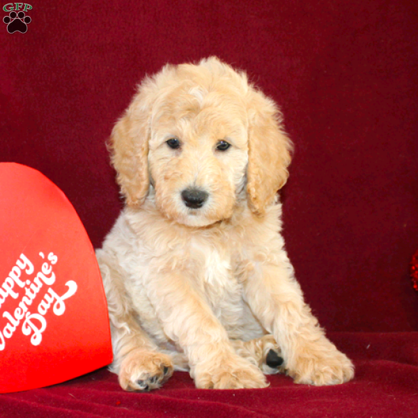 Cutie, Goldendoodle Puppy