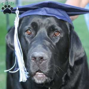 PuppySpenser2023, African Boerboel Mix Puppy