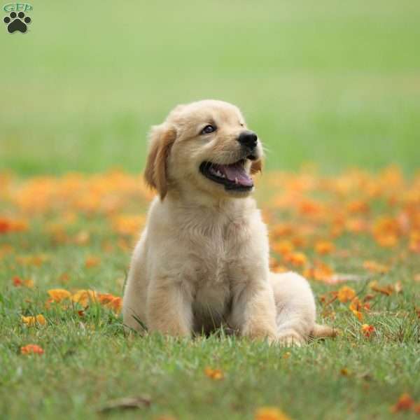 Pup1, African Boerboel Puppy