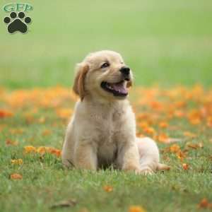 SavedPup, African Boerboel Puppy